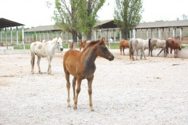 Herghelia Mangalia îşi deschide porţile de 1 iunie